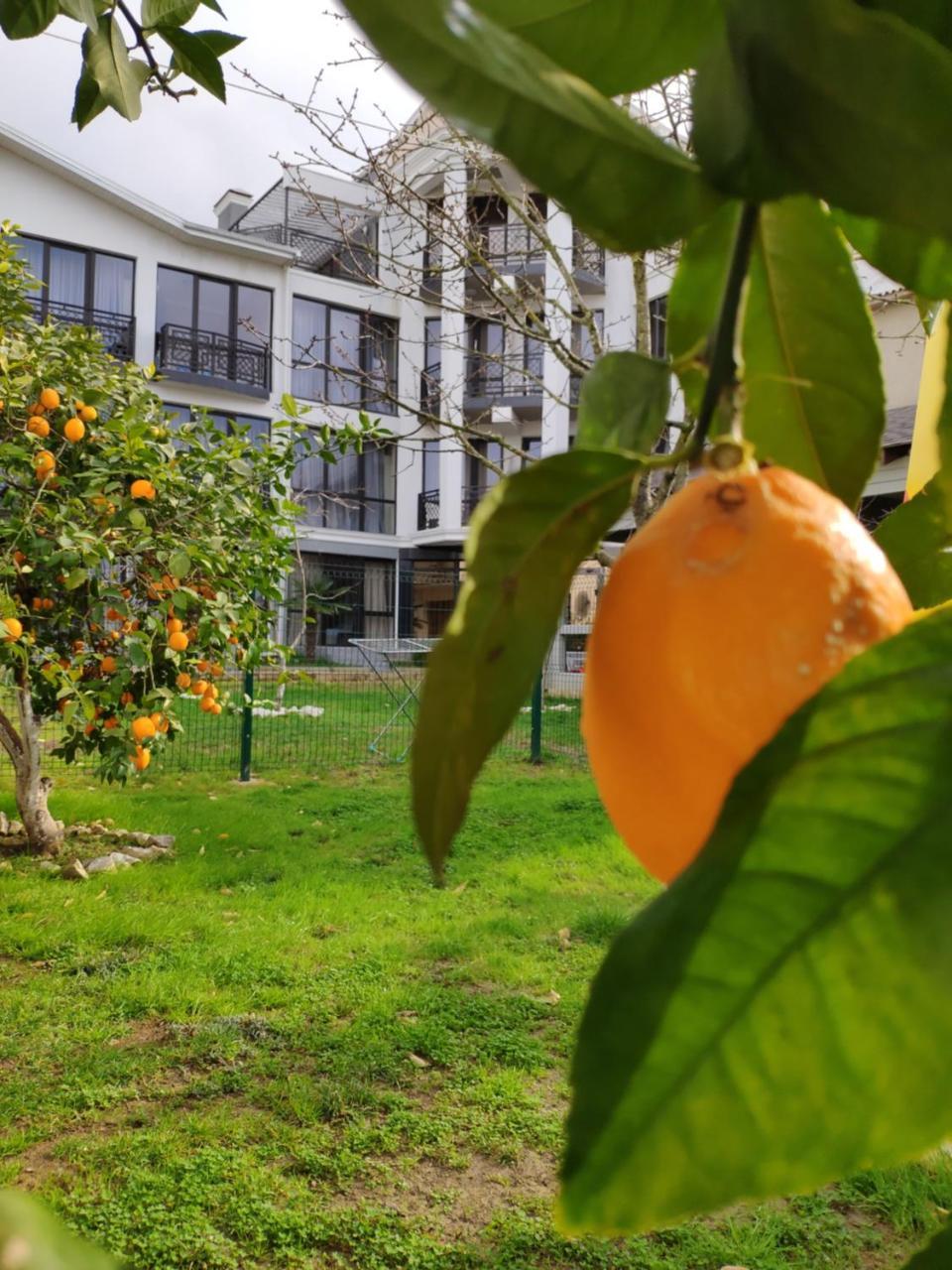 Gega Hotel Gagra Exteriér fotografie